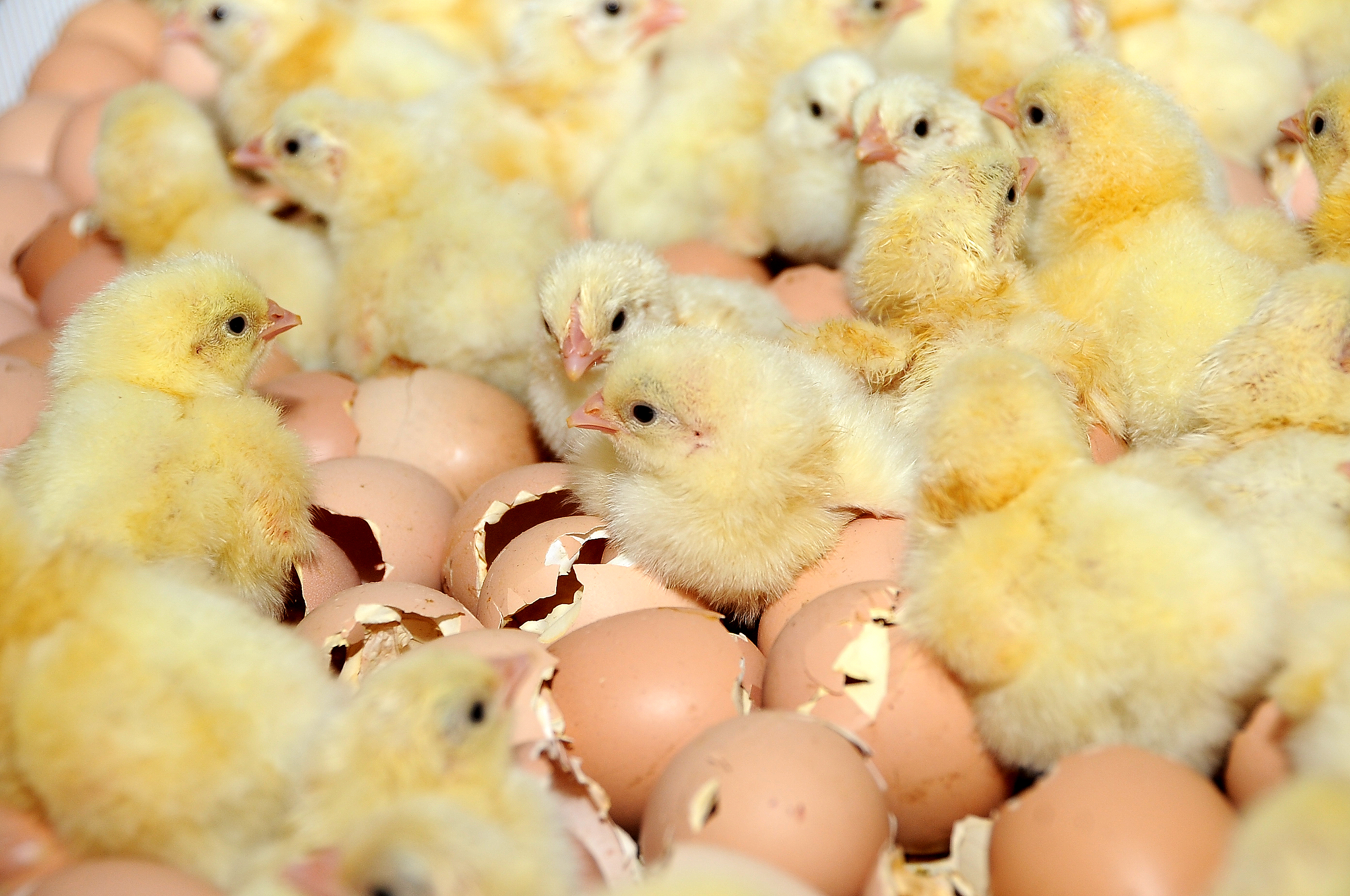 Hatchery — Gallery Photo