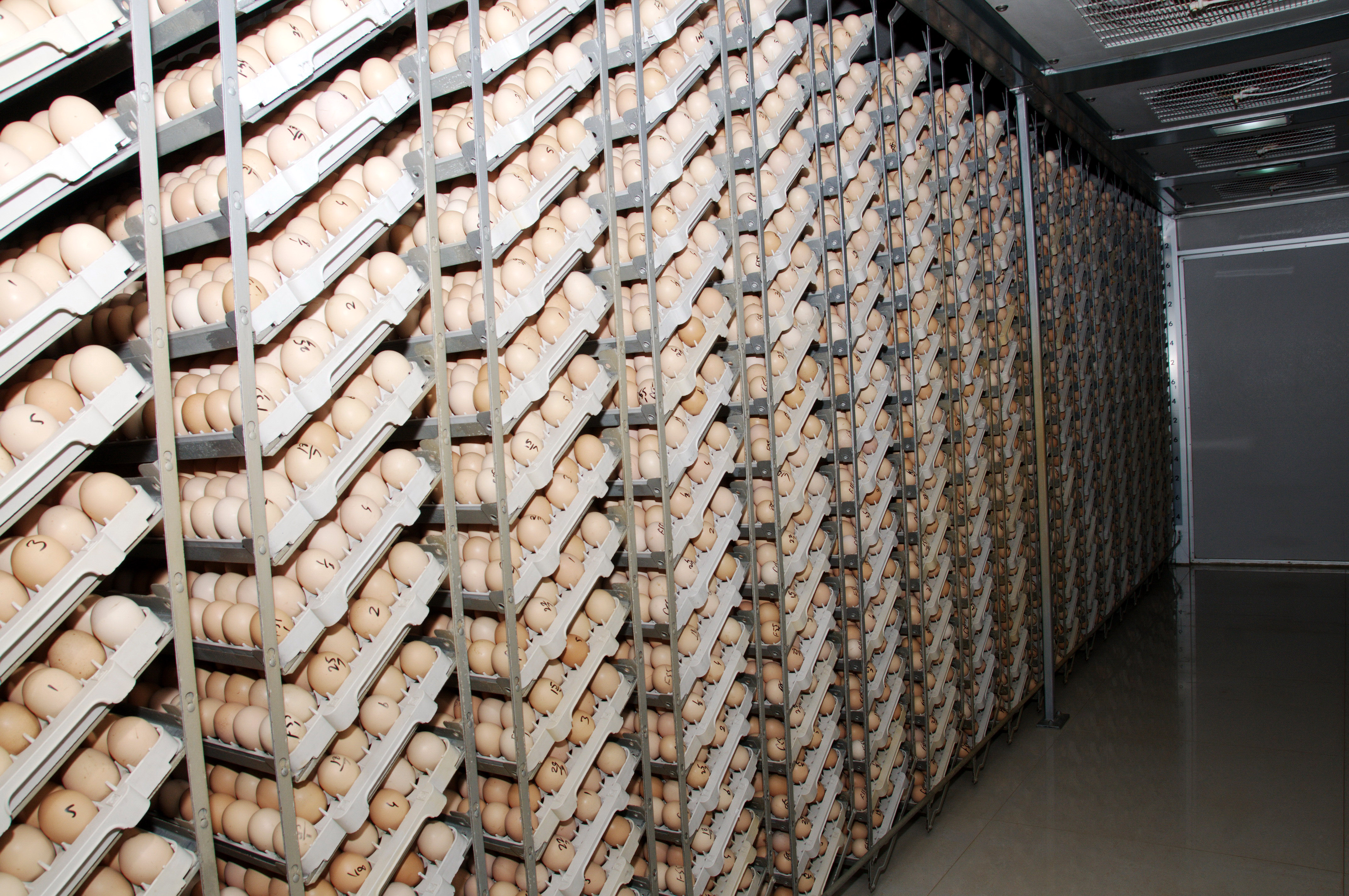 Hatchery — Gallery Photo