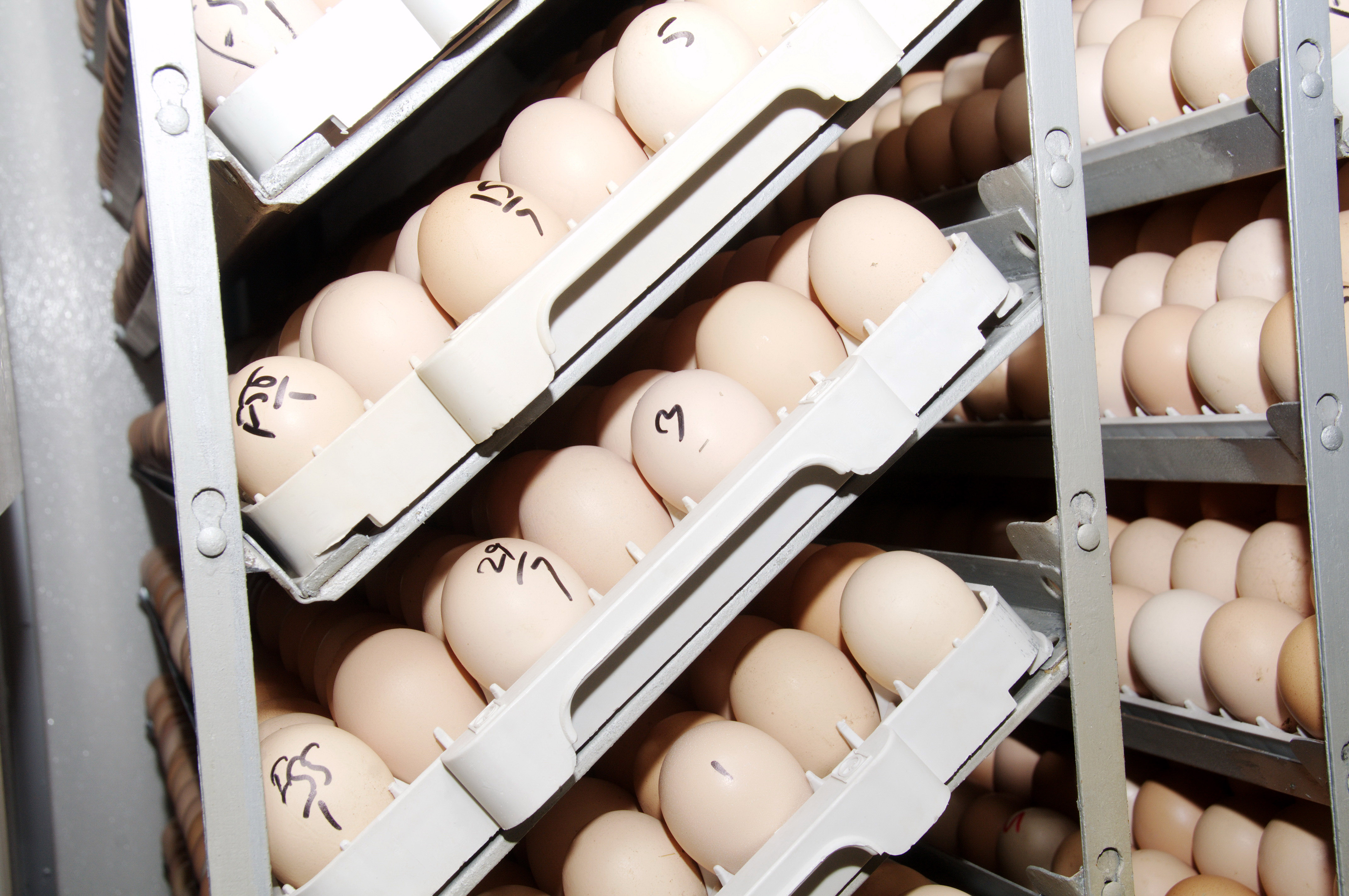 Hatchery — Gallery Photo