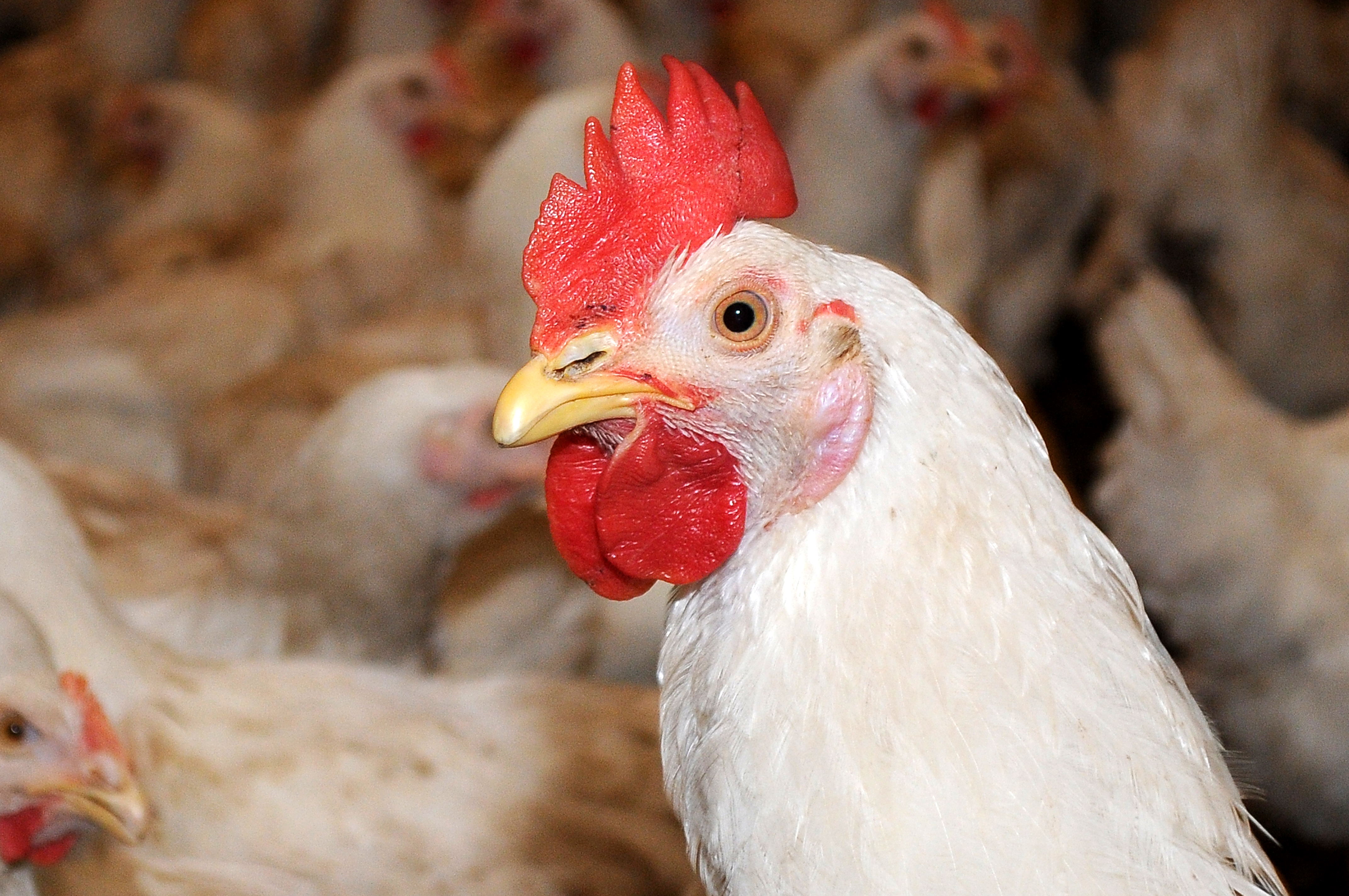 Modern poultry breeding farm interior